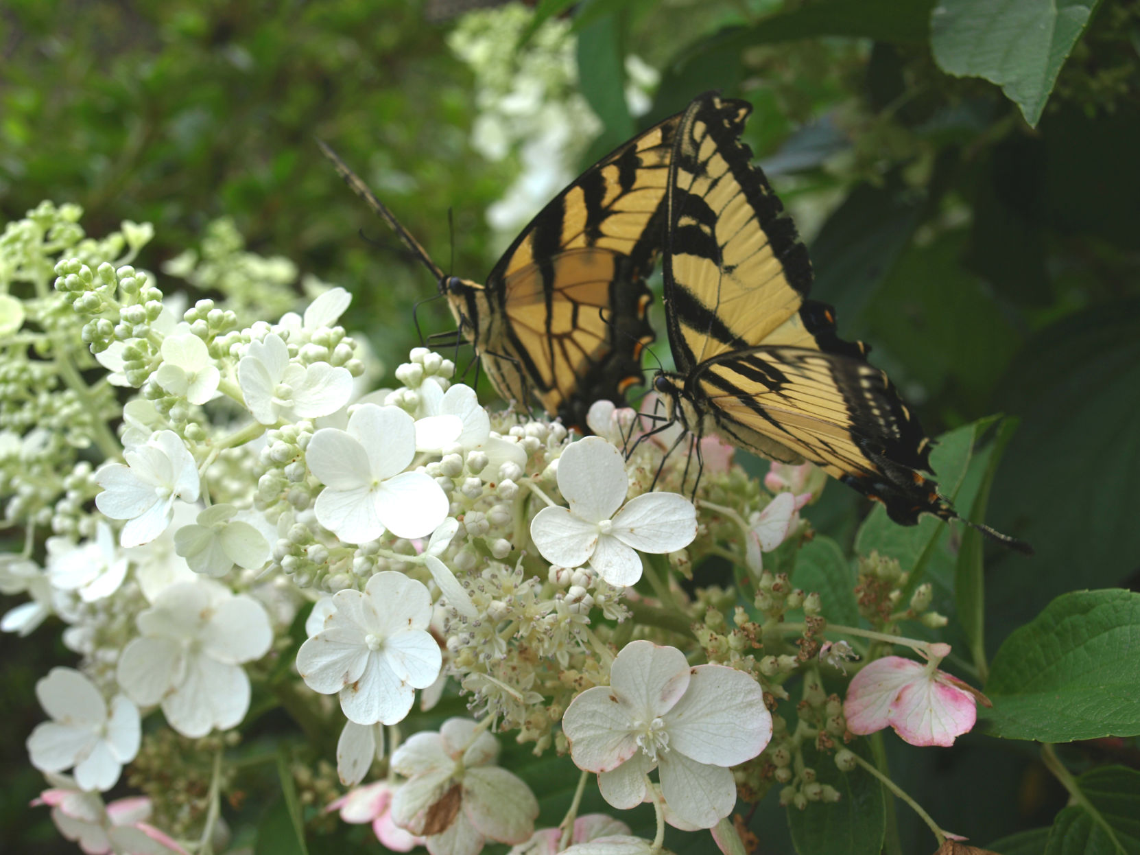 Butterfly garden